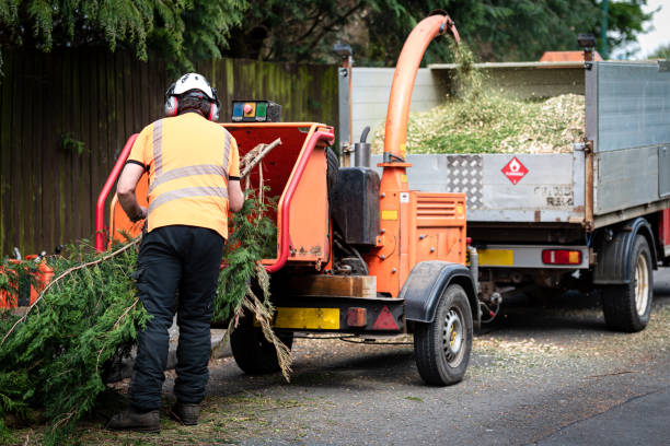 Reliable Vidalia, GA Tree Service Solutions